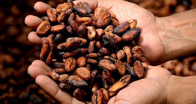 fèves de cacao