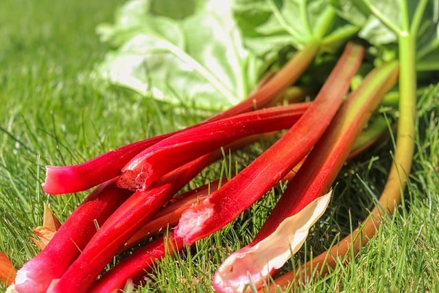 rhubarbe
