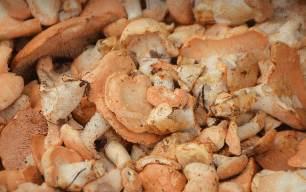 ​Champignon pied-de-mouton en forêt